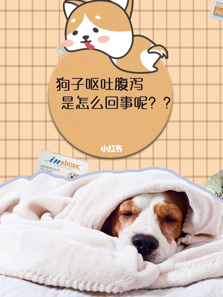 苏州 打击 宠物 病狗_苏州沈思港路宠物店卖病狗_狗病治疗