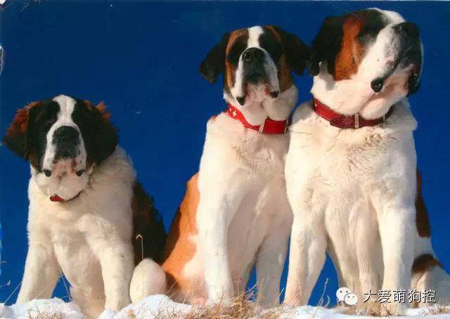 品种狗大全 可爱_名狗大全狗品种介_萌狗品种大全及图片