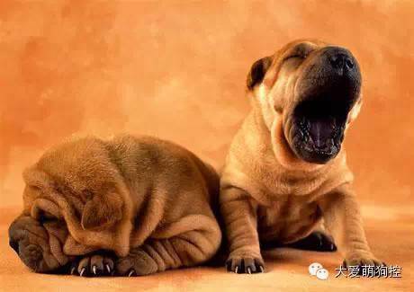 名狗大全狗品种介_萌狗品种大全及图片_品种狗大全 可爱