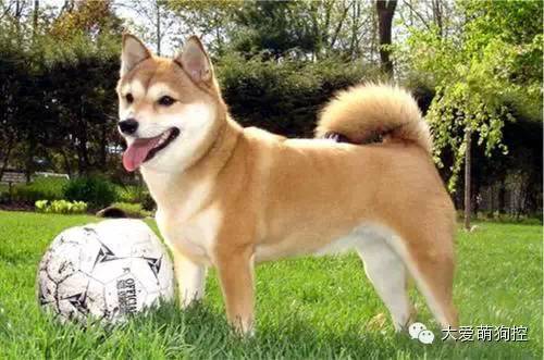 品种狗大全 可爱_萌狗品种大全及图片_名狗大全狗品种介