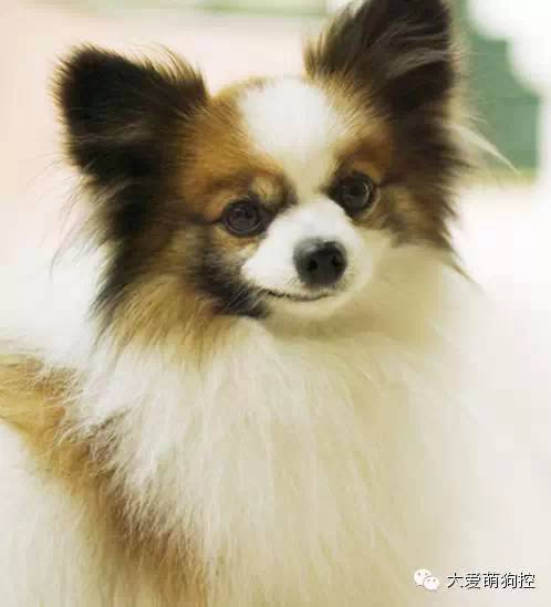 名狗大全狗品种介_萌狗品种大全及图片_品种狗大全 可爱