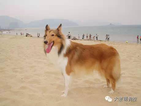 萌狗品种大全及图片_品种狗大全 可爱_名狗大全狗品种介