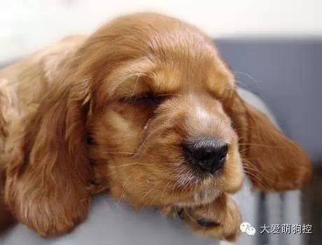 品种狗大全 可爱_名狗大全狗品种介_萌狗品种大全及图片