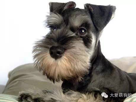 名狗大全狗品种介_萌狗品种大全及图片_品种狗大全 可爱