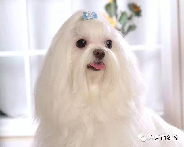 名狗大全狗品种介_品种狗大全 可爱_萌狗品种大全及图片