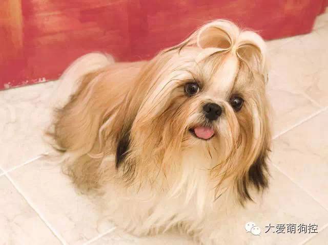 品种狗大全 可爱_萌狗品种大全及图片_名狗大全狗品种介