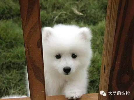 品种狗大全 可爱_萌狗品种大全及图片_名狗大全狗品种介