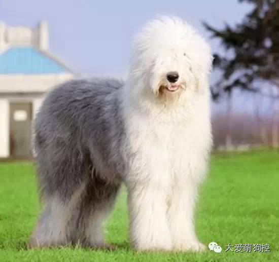 萌狗品种大全及图片_品种狗大全 可爱_名狗大全狗品种介