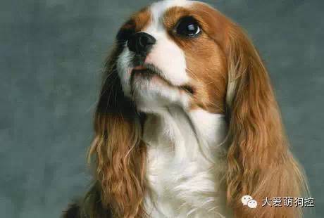 萌狗品种大全及图片_名狗大全狗品种介_品种狗大全 可爱