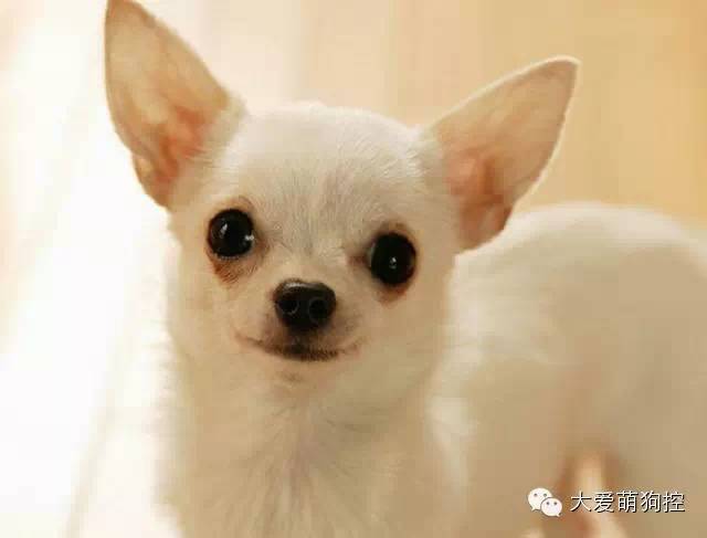 萌狗品种大全及图片_名狗大全狗品种介_品种狗大全 可爱