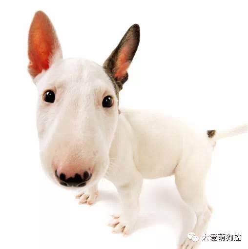 萌狗品种大全及图片_名狗大全狗品种介_品种狗大全 可爱