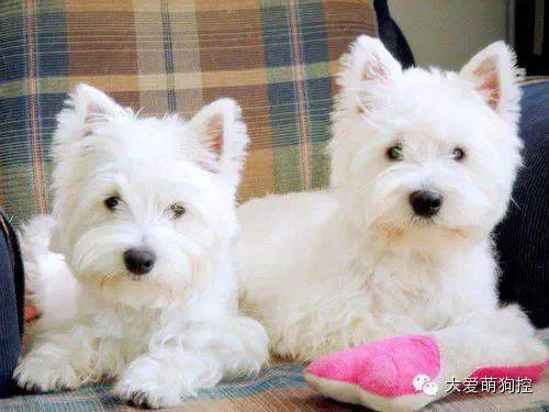 名狗大全狗品种介_萌狗品种大全及图片_品种狗大全 可爱