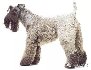 品种狗大全 可爱_名狗大全狗品种介_萌狗品种大全及图片