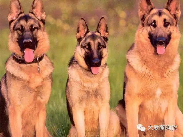 品种狗大全 可爱_萌狗品种大全及图片_名狗大全狗品种介