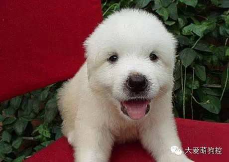 萌狗品种大全及图片_品种狗大全 可爱_名狗大全狗品种介