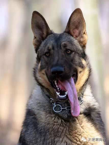 品种狗大全 可爱_名狗大全狗品种介_萌狗品种大全及图片