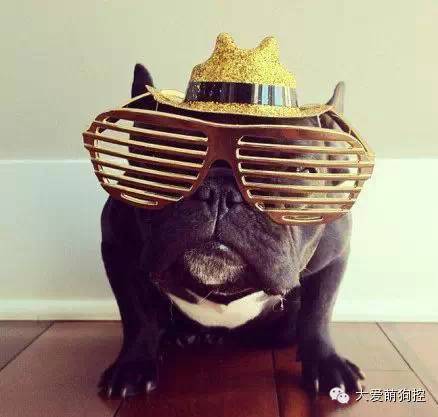 名狗大全狗品种介_品种狗大全 可爱_萌狗品种大全及图片