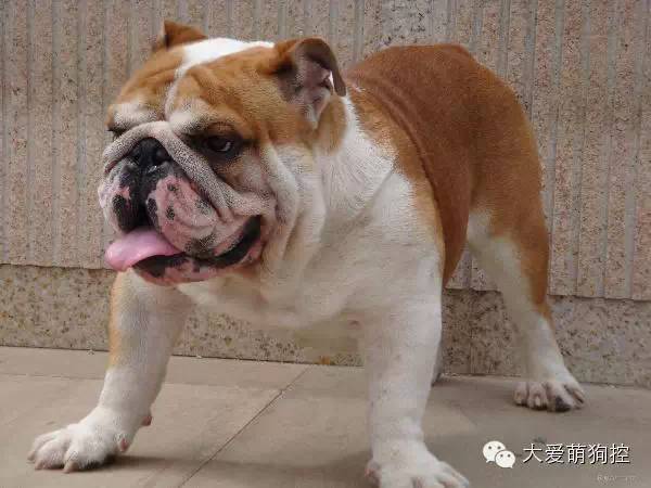 萌狗品种大全及图片_名狗大全狗品种介_品种狗大全 可爱