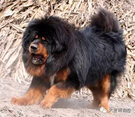 名狗大全狗品种介_萌狗品种大全及图片_品种狗大全 可爱