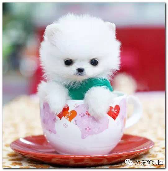 名狗大全狗品种介_萌狗品种大全及图片_品种狗大全 可爱