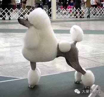 品种狗大全 可爱_名狗大全狗品种介_萌狗品种大全及图片