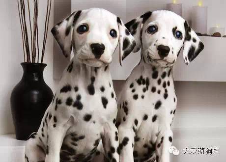 品种狗大全 可爱_名狗大全狗品种介_萌狗品种大全及图片