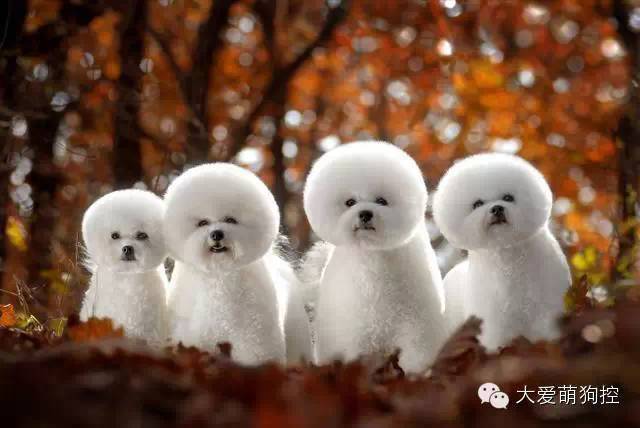 品种狗大全 可爱_名狗大全狗品种介_萌狗品种大全及图片