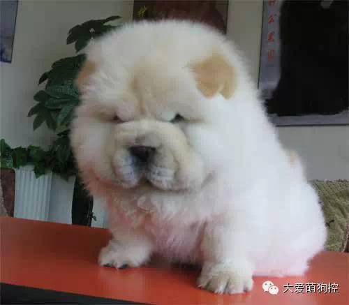 品种狗大全 可爱_萌狗品种大全及图片_名狗大全狗品种介