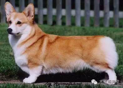 萌狗品种大全及图片_品种狗大全 可爱_名狗大全狗品种介