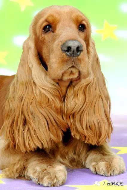 名狗大全狗品种介_品种狗大全 可爱_萌狗品种大全及图片