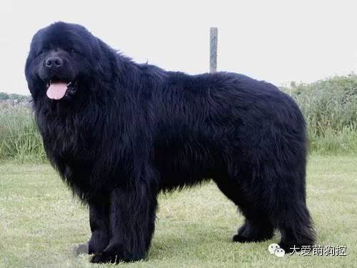 萌狗品种大全及图片_名狗大全狗品种介_品种狗大全 可爱