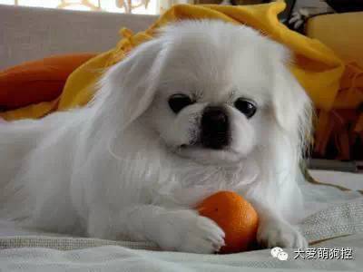 名狗大全狗品种介_萌狗品种大全及图片_品种狗大全 可爱