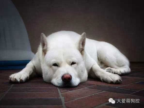 品种狗大全 可爱_萌狗品种大全及图片_名狗大全狗品种介