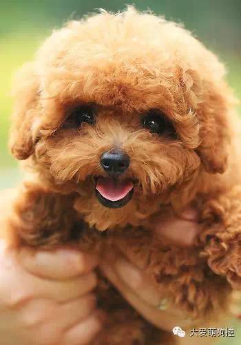 萌狗品种大全及图片_名狗大全狗品种介_品种狗大全 可爱