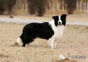 品种狗大全 可爱_萌狗品种大全及图片_名狗大全狗品种介