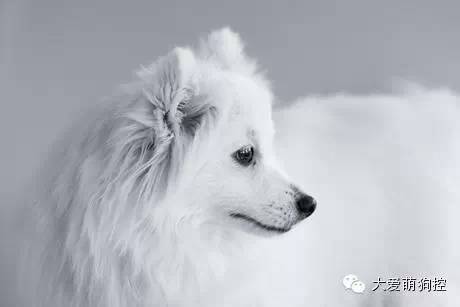 名狗大全狗品种介_萌狗品种大全及图片_品种狗大全 可爱