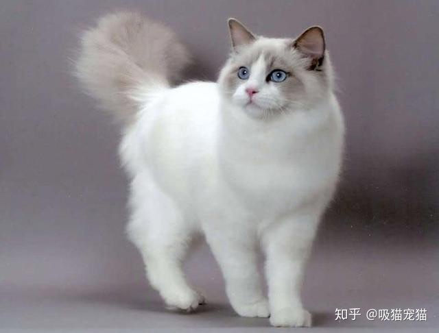 如何才能让猫咪的毛色淡化繁育_怎么才能淡化黄褐斑_那些食物才能淡化色斑