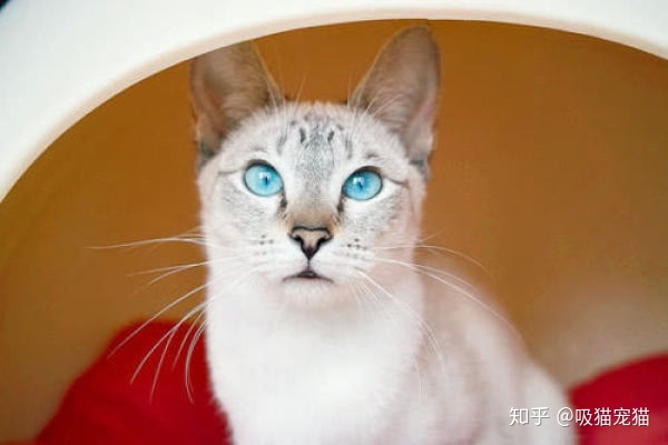 如何才能让猫咪的毛色淡化繁育_怎么才能淡化黄褐斑_那些食物才能淡化色斑