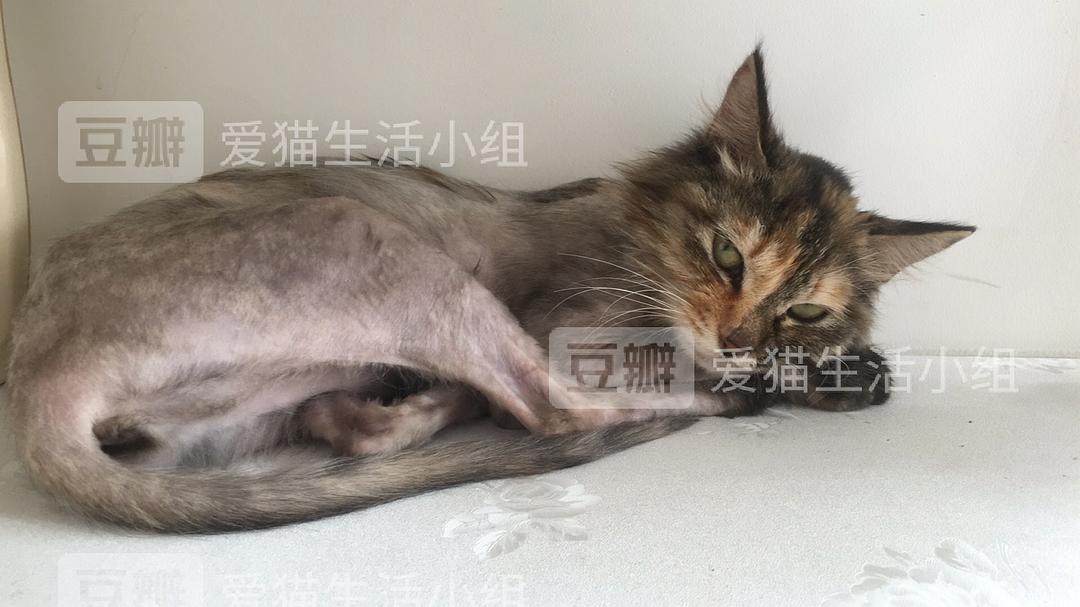 怎么才能淡化黄褐斑_如何才能让猫咪的毛色淡化繁育_那些食物才能淡化色斑