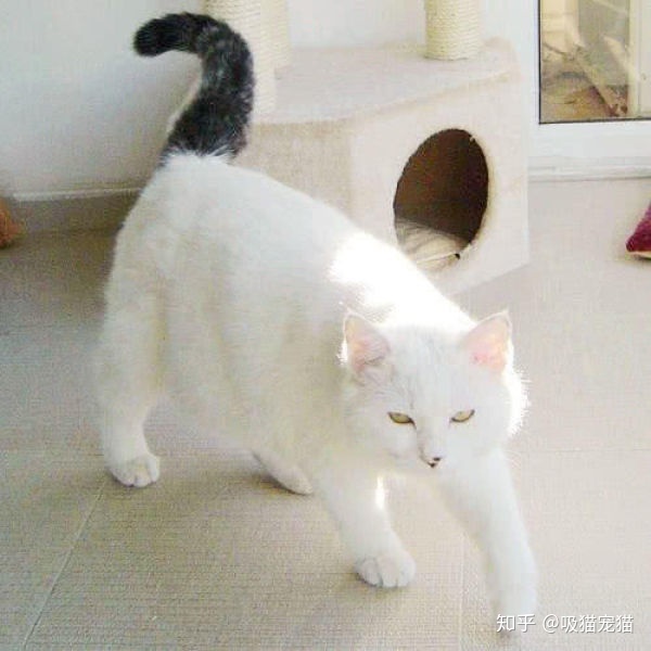 如何才能让猫咪的毛色淡化繁育_怎么才能淡化黄褐斑_那些食物才能淡化色斑