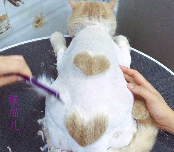 怎么才能淡化黄褐斑_如何才能让猫咪的毛色淡化繁育_那些食物才能淡化色斑