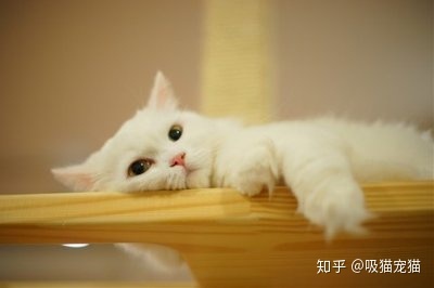 如何才能让猫咪的毛色淡化繁育_那些食物才能淡化色斑_怎么才能淡化黄褐斑