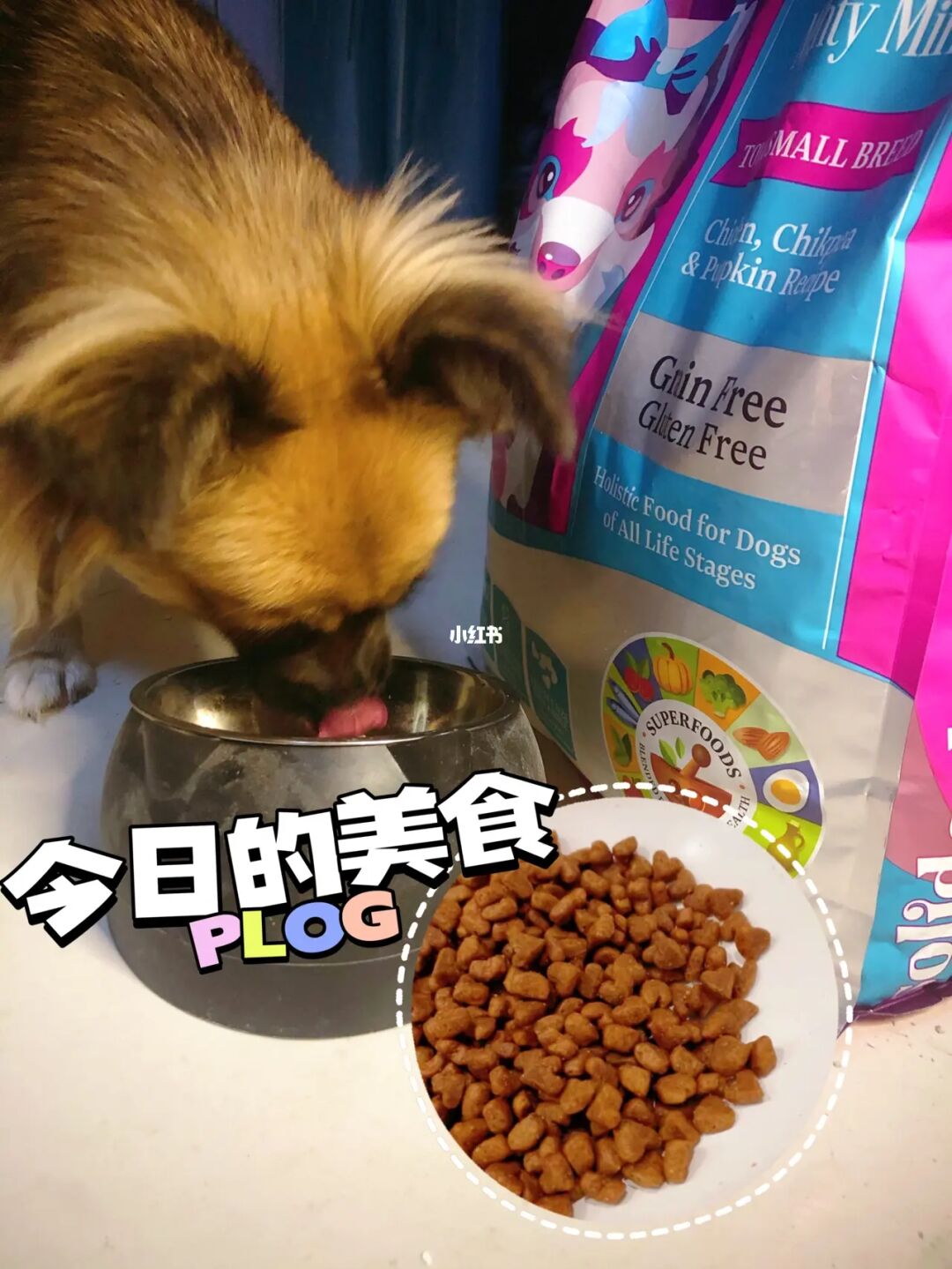 狗可以吃接狗七厘片吗_上海哪里可以买iwaya电动狗_哪里可以买狗