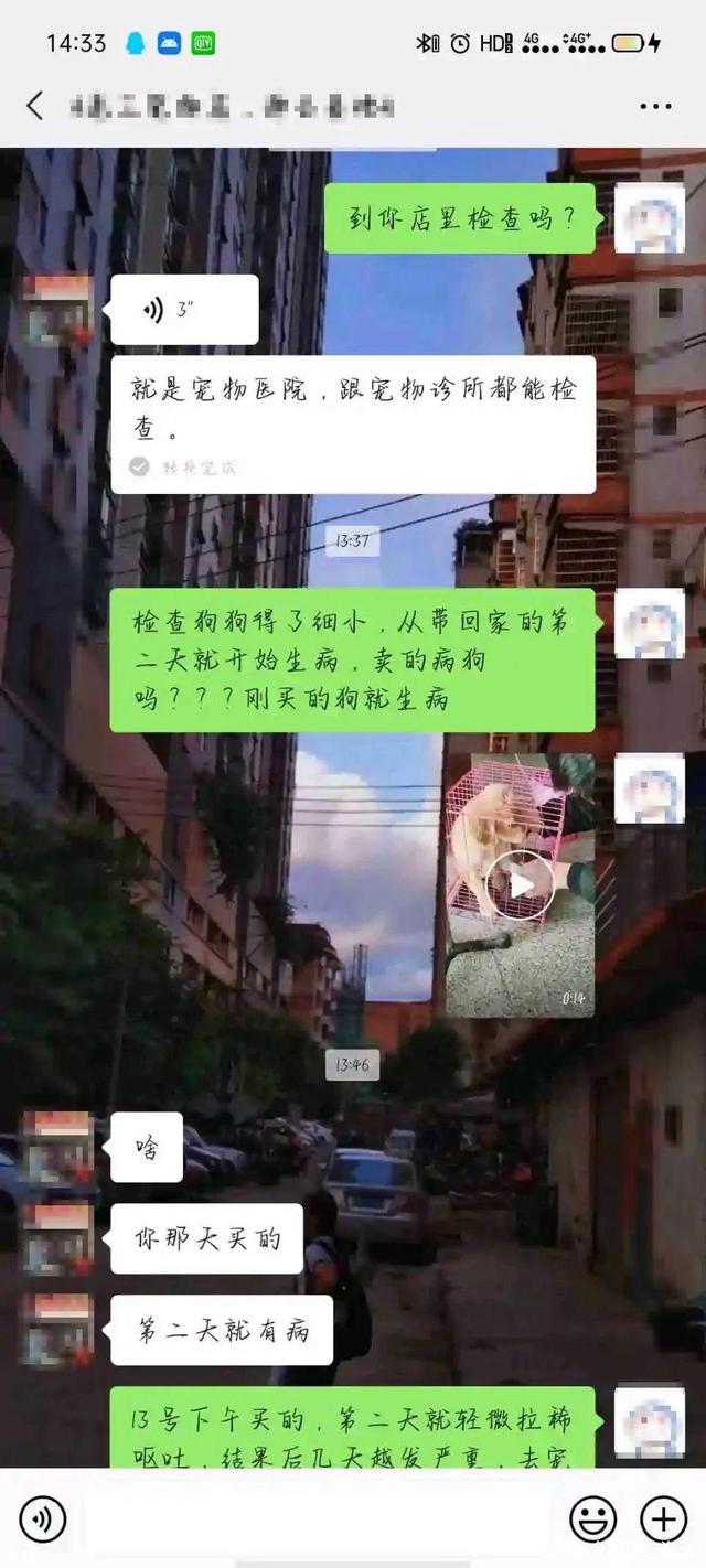 宠物店不洗病狗_宠物店卖病狗可以报警吗_厦门宠物店卖病狗