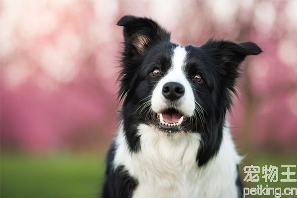 边境牧羊犬训练技巧有哪些