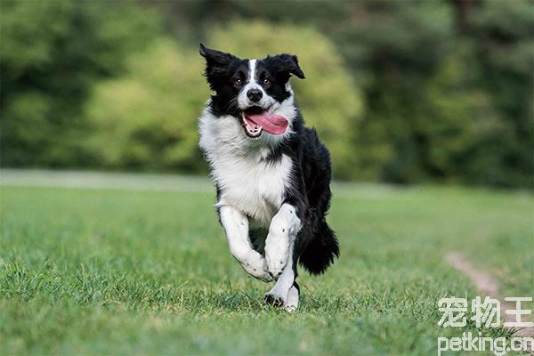 边境牧羊犬训练技巧有哪些