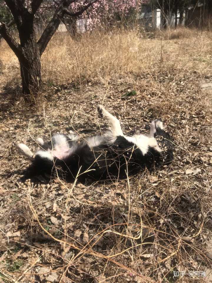 怎样养野鸡视养野山鸡要多少成本_养狗成本_养一只狗好还是养两只狗好