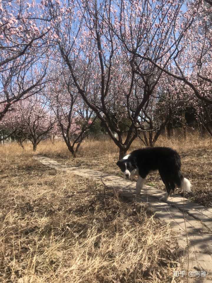 怎样养野鸡视养野山鸡要多少成本_养狗成本_养一只狗好还是养两只狗好