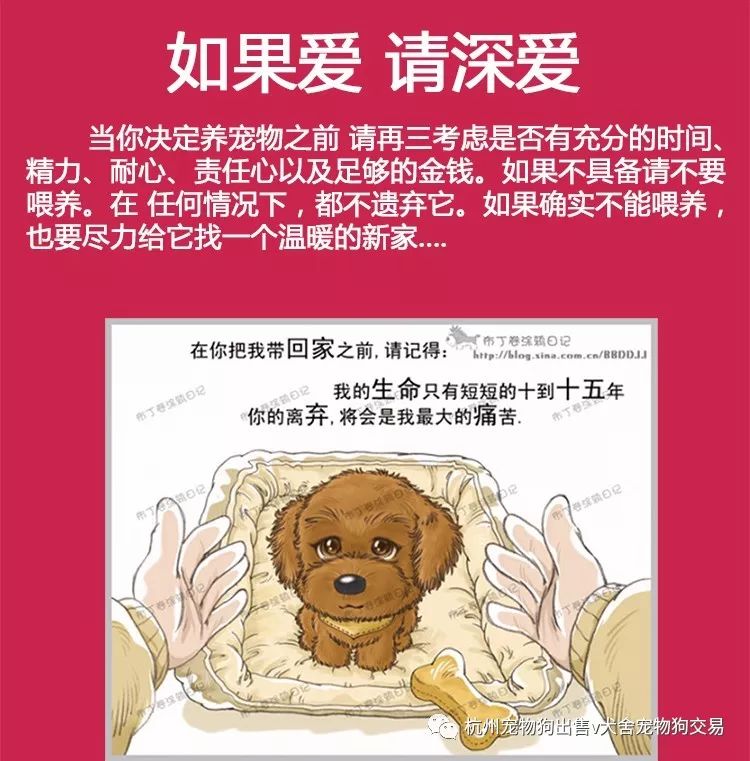 约克夏狗狗美容视频_约克夏梗犬美容_宠物狗狗美容教程视频