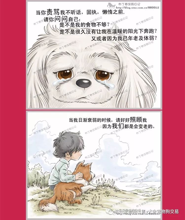 约克夏梗犬美容_宠物狗狗美容教程视频_约克夏狗狗美容视频